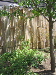 bamboo fence